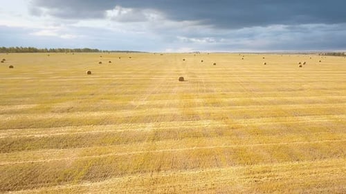Nature Field