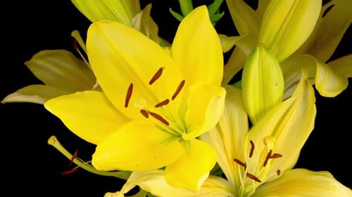 Yellow Lilies Blooming Close Up in Time Lapse