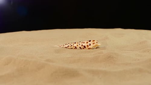 Unusual Sea Shell with Sand on Black, Rotation