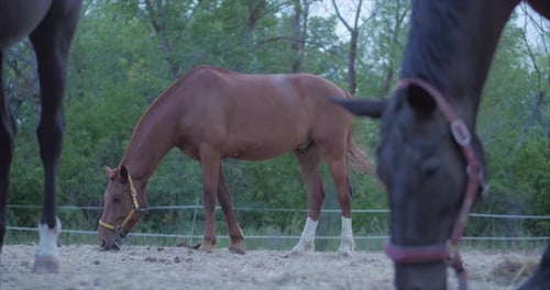 Beautiful Thoroughbred Horses Graze in the Meadow, Eat Grass. Animal Care