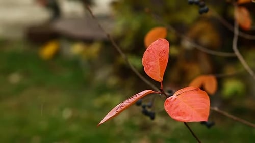 Wet Leaves in Autumn Forest After Rainfall.