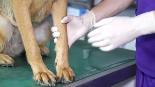 Vet Examines Dog Paw in Clinic