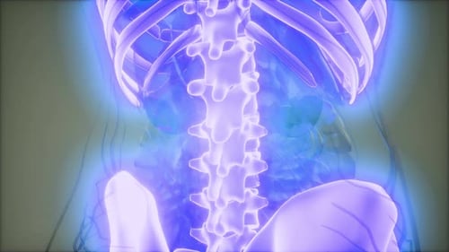 Glowing 3D Human Skeleton Spine Anatomy Medical Visualization