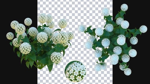 Growing Hydrangea Flowers