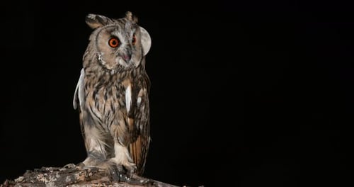 900381 Long Eared Owl, asio otus, Adult, Normandy in France, Time Lapse of Moon, 4K