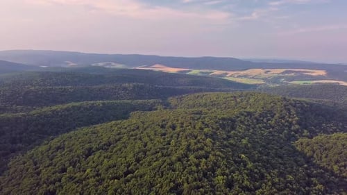 Forest in Summer Evening Landscape