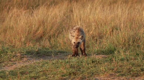 Spotted Hyena Standing in Golden Grass