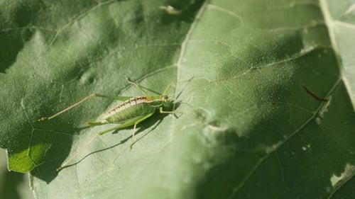 Großes grünes Buschkricket Tettigonia viridissima Insekt auf Blatt 4K-Aufnahmen