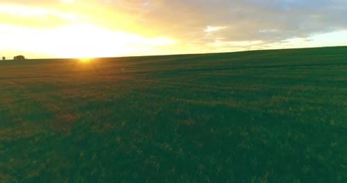 Flight Above Rural Summer Landscape with Endless Yellow Field at Sunny Summer Evening. Agricultural
