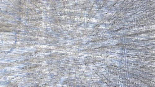 Forest Top View