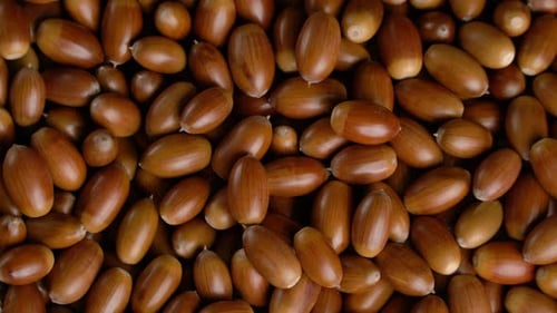 Close-up Rotation of Oak Acorns
