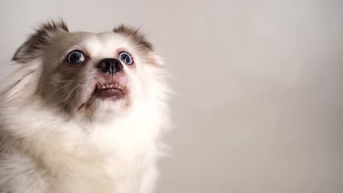 Close Up of White Dog Looking Up