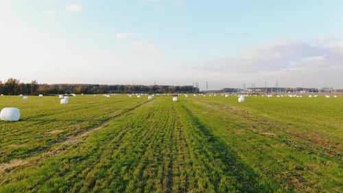 Plastikverpackte Heuballen, die auf dem abgeernteten Feld verstreut sind
