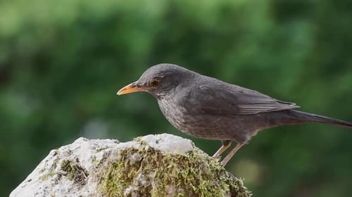 Pájaro negro en la naturaleza