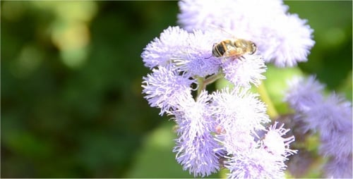 Bee Gathering Pollen from Purple Flower