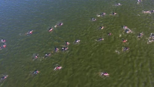 Professional Swimmers Crossing Dark Green River at Water Race