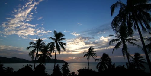 Rundtour bei Sonnenuntergang über Palmen