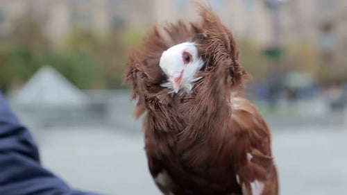 Dove of Peace Vector Illustration Symbols