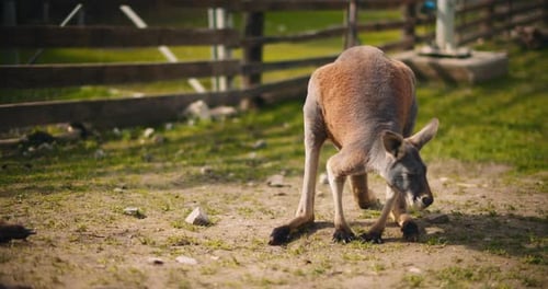 Erwachsenes männliches rotes Känguru steht und schaut sich an einem sonnigen Tag um. BMPCC 4K