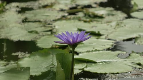 Lotus Blossom