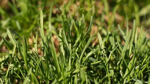 Herbe verte sur la pelouse 3