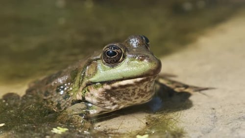 Green Frog Sits on the River Shore on Sand in Water. Portrait of Toad in Marsh