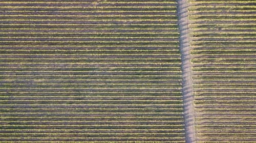 Vue aérienne de la plantation de vignobles au coucher du soleil