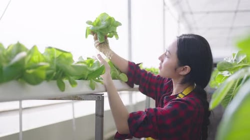 Hydroponics farm organic fresh harvested vegetables concept