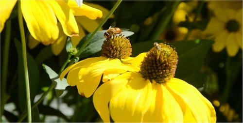 Bumblebee 8