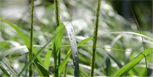 Fresh Green Grass with Water Droplets