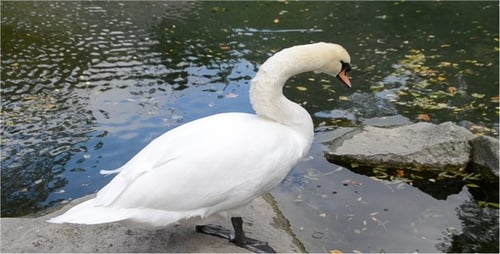 Swan