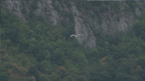 Flying White Bird