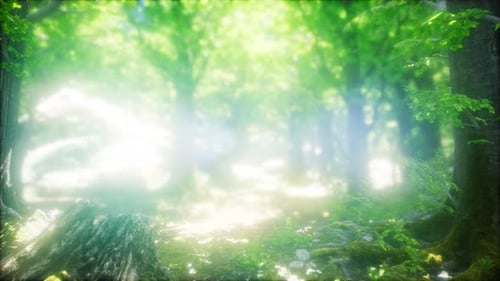 Forêt de hêtres illuminée par les rayons du soleil