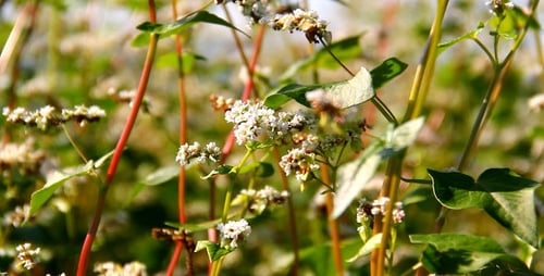 Buckwheat