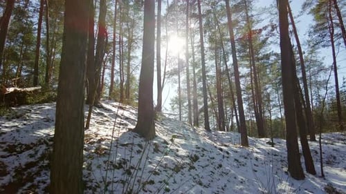 Winter pine forest and sun