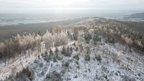 Beautiful Winter Forest with Snowy Trees Aerial View