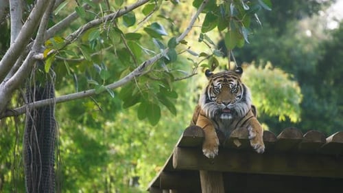 Sumatran tiger looking at the camera