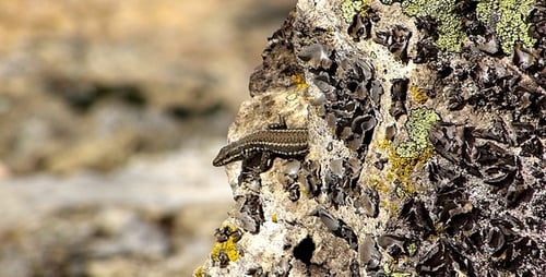 Lizard Resting on Rock