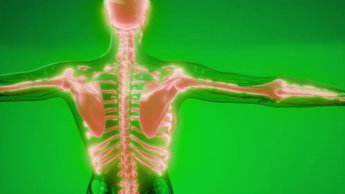 3D Human Skeletal and Nervous System Scan on Green Screen