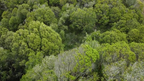 Drone Flying Down Towards Green Valley Rising Up To High Summit Covered With Trees, California