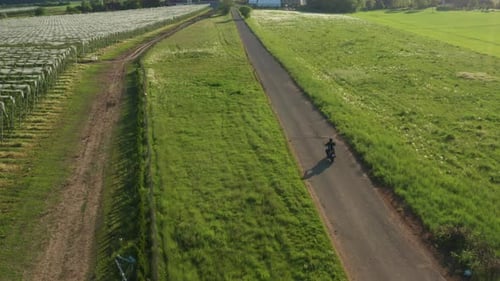 Motorcyclist Rides Motorbike Past Vineyard at Sunset