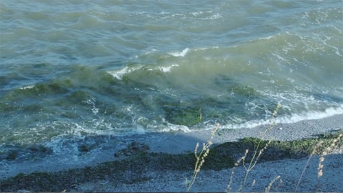 Seetang an der Küste