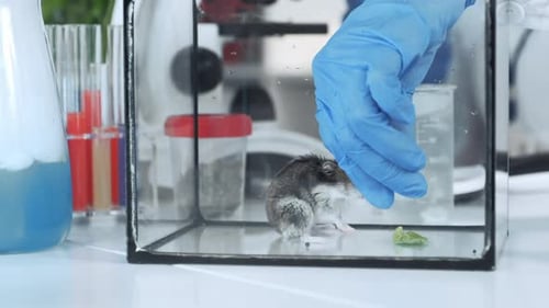 Hamster in Laboratory with Scientist Feeding Leaf