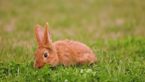 Rabbit Eating Grass in a Green Meadow