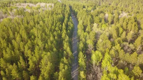 Forest Road