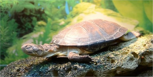 Turtle 3