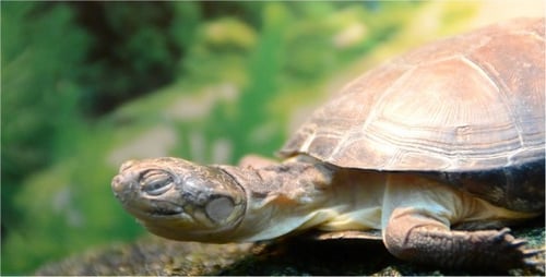Turtle 2