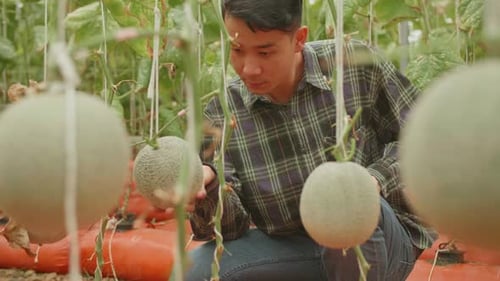 Un fermier asiatique tient du melon et vérifie le melon dans la maison verte de Melon Farm