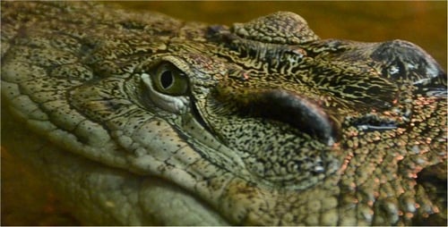 Crocodile
