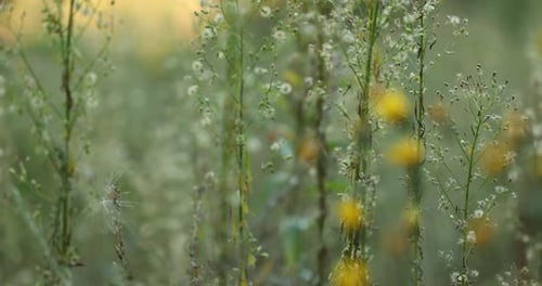 Close Up Summer Grass In Sunset Sunrise Sunlight